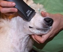 Машинка для стрижки собак